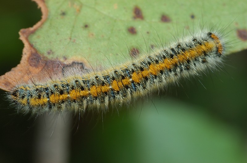 Lasiocampa (Pachygastria) trifolii