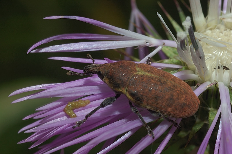 Curculionidae: Larinus pollinis