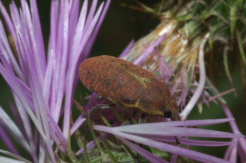 Curculionidae: Larinus pollinis