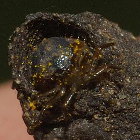 Larva di Crisomelide Clitrino