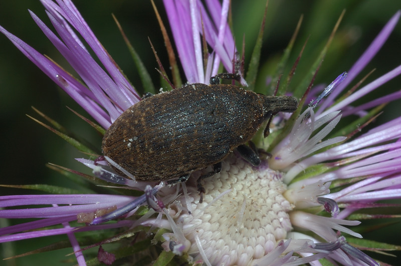 Curculionidae: Larinus pollinis