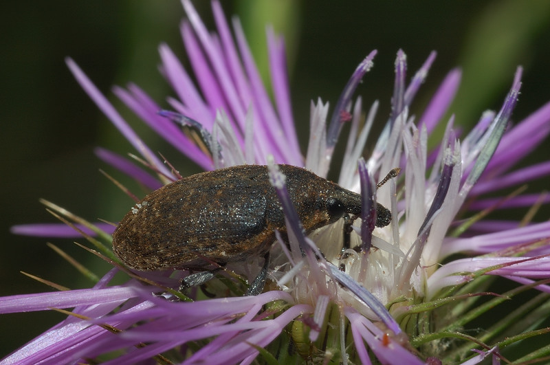 Curculionidae: Larinus pollinis