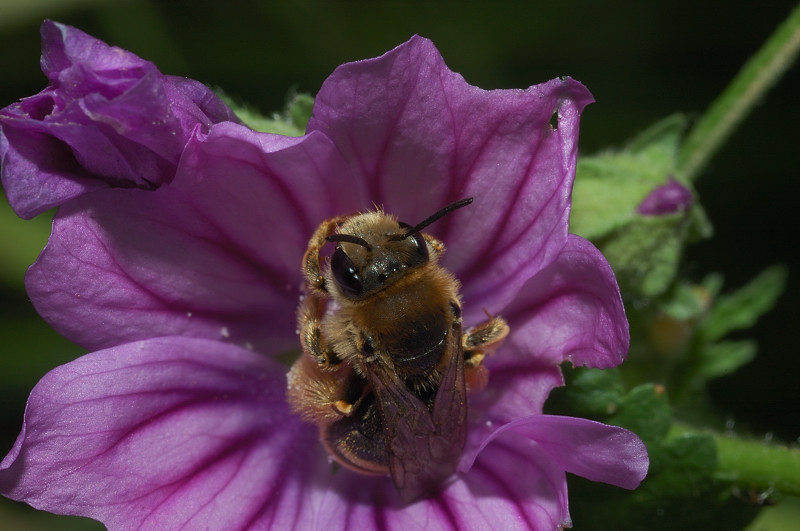 Eucera sp.