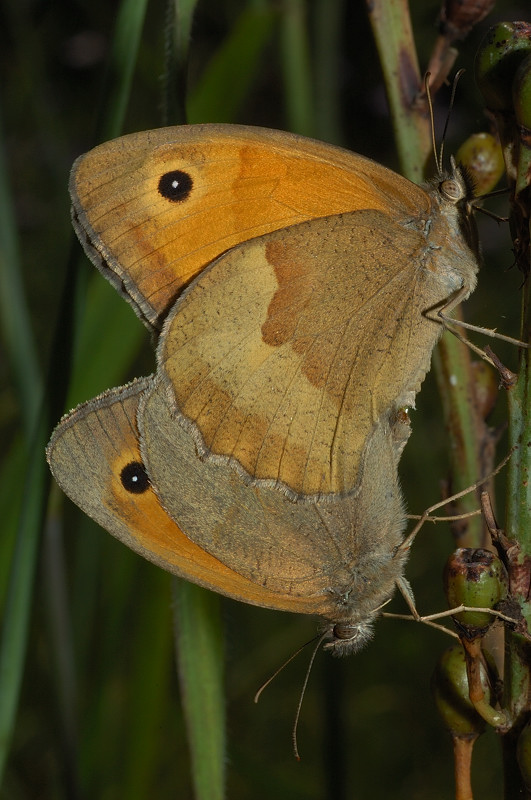 Maniola jurtina