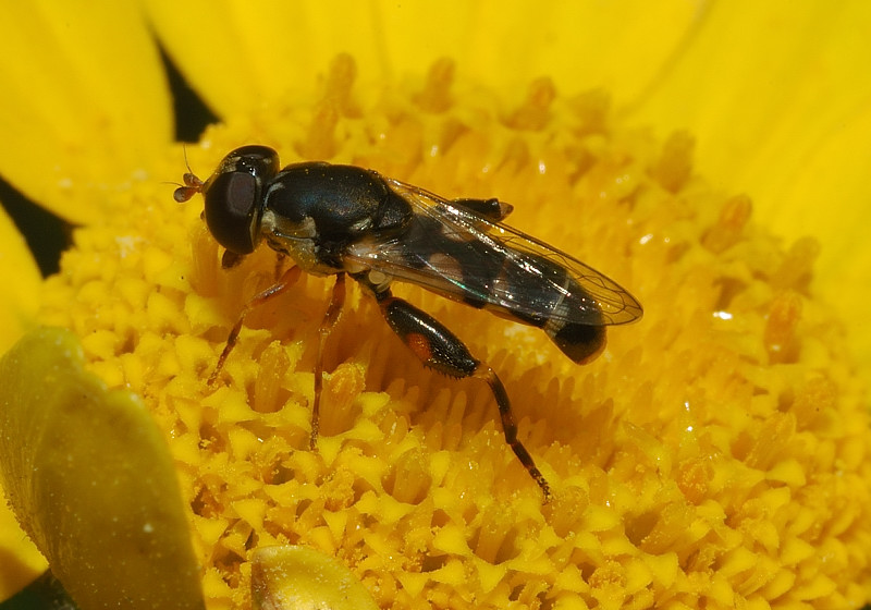 Syritta pipiens