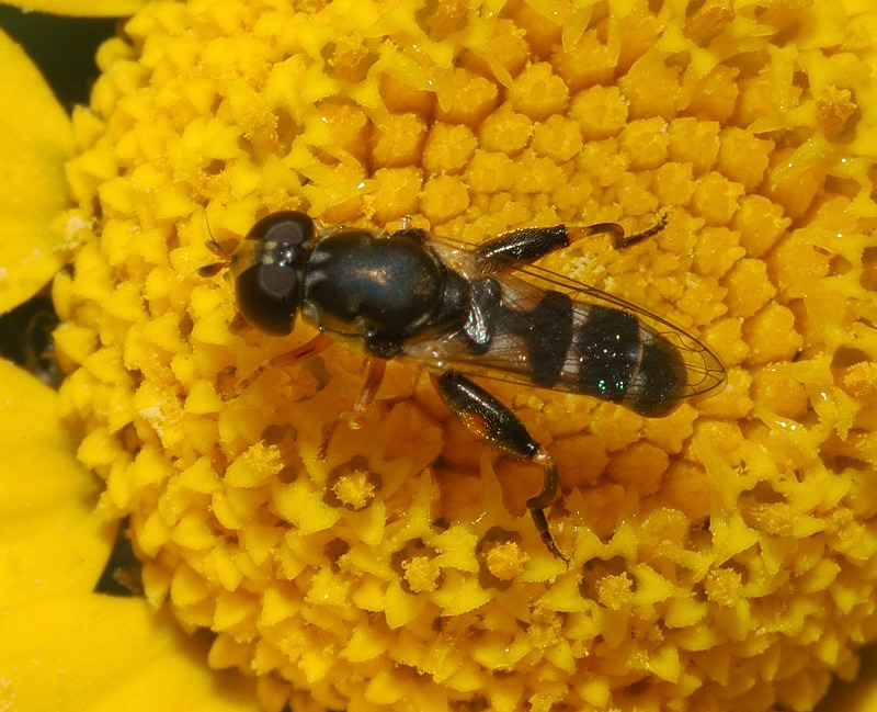 Syritta pipiens