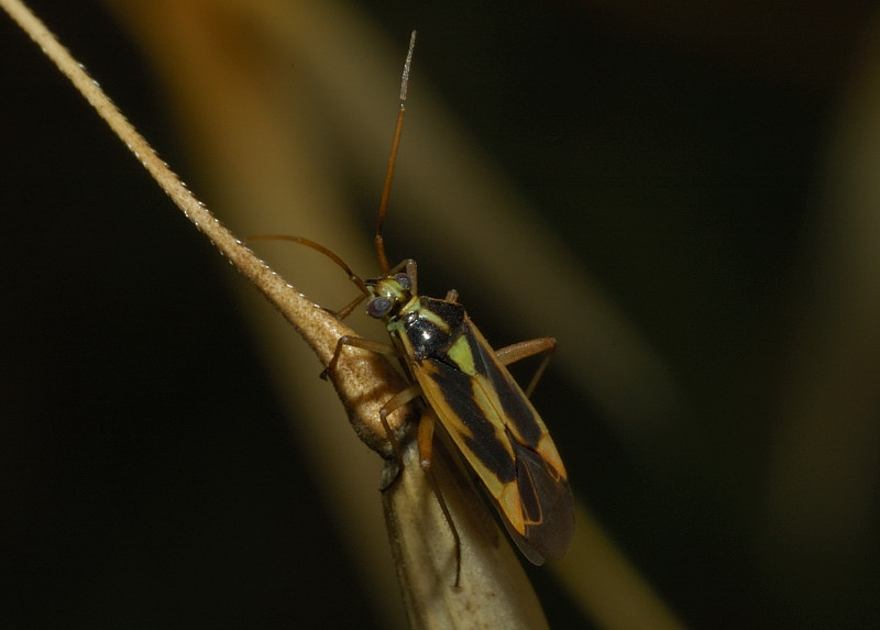 Eterotteri dei Monti Ceriti