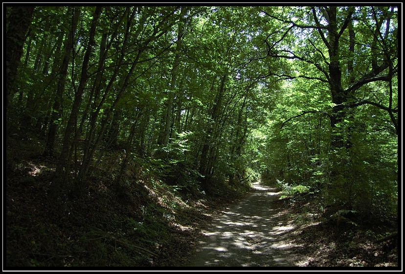 La Faggeta di Monte Raschio di Oriolo Romano  SIC IT6010034