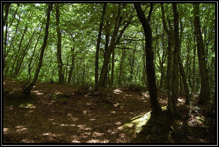 La Faggeta di Monte Raschio di Oriolo Romano  SIC IT6010034