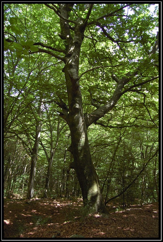 La Faggeta di Monte Raschio di Oriolo Romano  SIC IT6010034