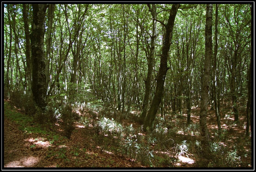 La Faggeta di Monte Raschio di Oriolo Romano  SIC IT6010034