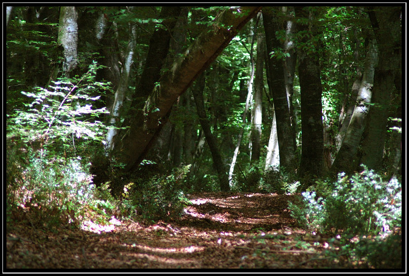 La Faggeta di Monte Raschio di Oriolo Romano  SIC IT6010034