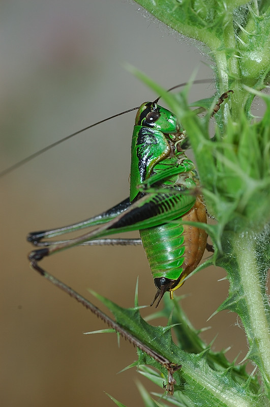 Eupholidoptera sp.