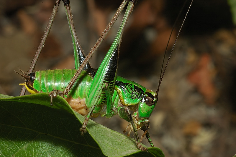 Eupholidoptera sp.