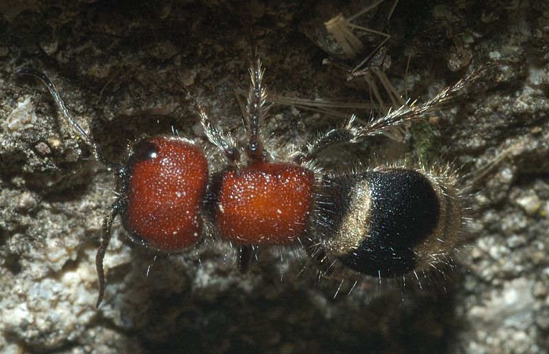 Myrmilla erythrocephala (Mutillidae)