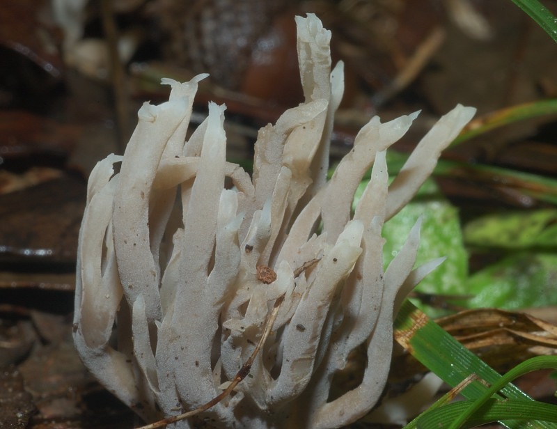 I funghi della Pineta di Castelfusano (Ostia)