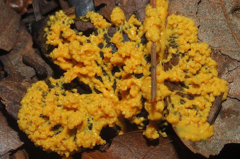 I funghi della Pineta di Castelfusano (Ostia)