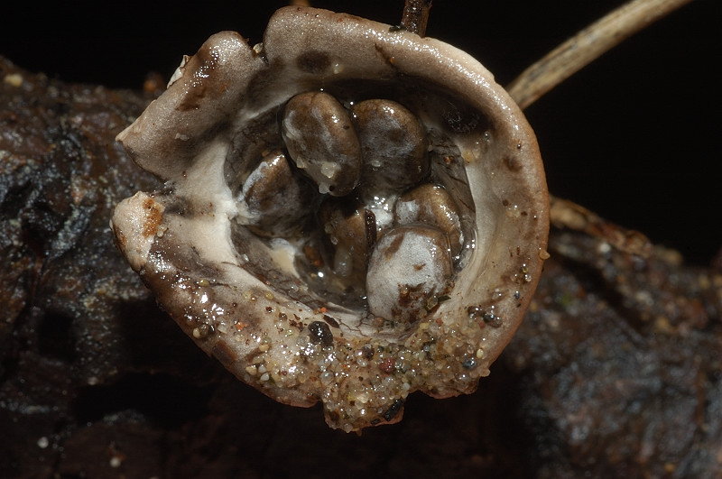 I funghi della Pineta di Procoio