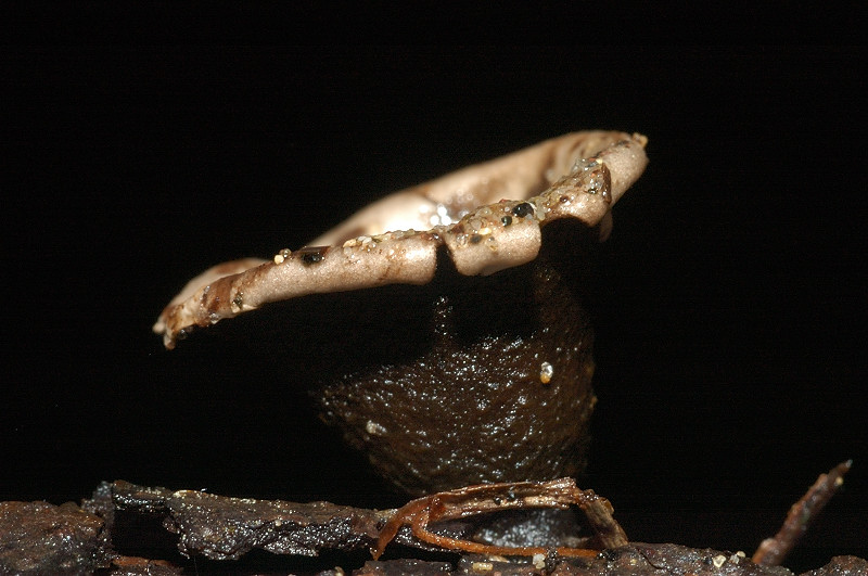 I funghi della Pineta di Procoio