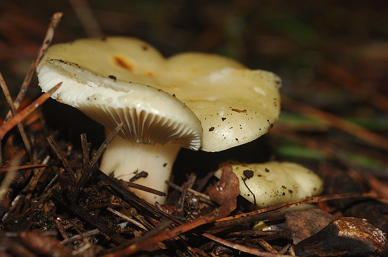 I funghi della Pineta di Procoio