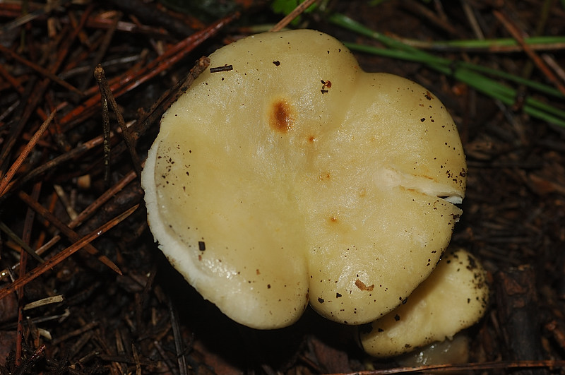 I funghi della Pineta di Procoio