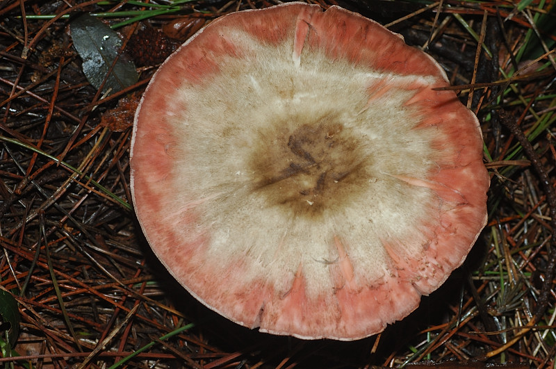 I funghi della Pineta di Procoio