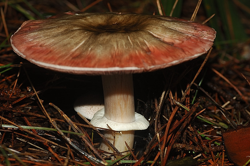 I funghi della Pineta di Procoio