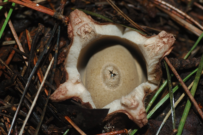 I funghi della Pineta di Procoio