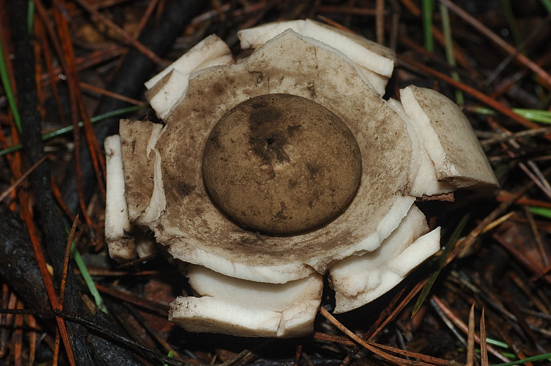 I funghi della Pineta di Procoio