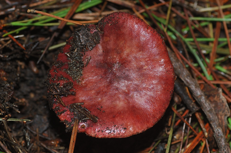 I funghi della Pineta di Procoio