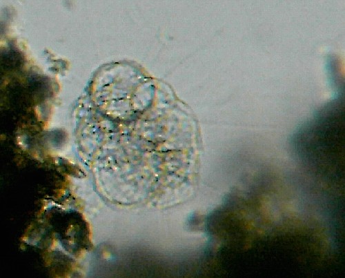 Microscopia nel fiume Greve