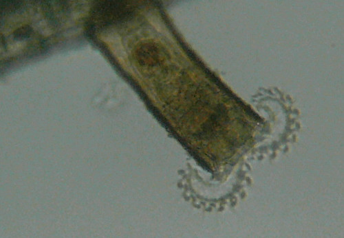 Microscopia delle acqua di Torre Flavia