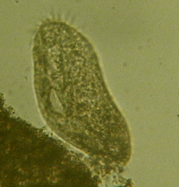 Microscopia delle acque del Fosso del Norcino (Cerveteri)