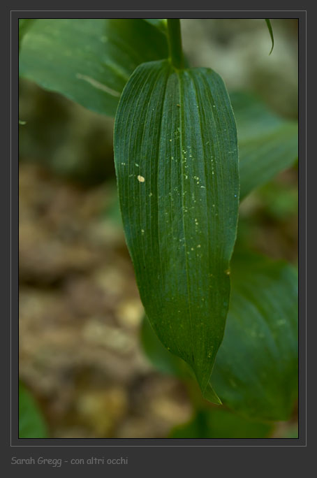 Epipactis helleborine