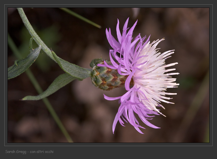 Centaurea ambigua e C. tenoreana dalla Majella