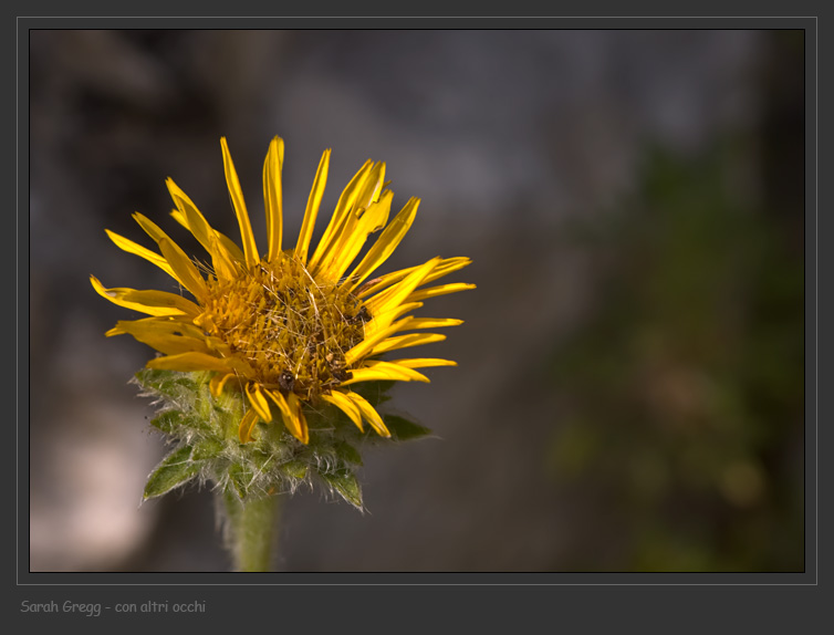 Pentanema montanum (=Inula montana) / Enula montana