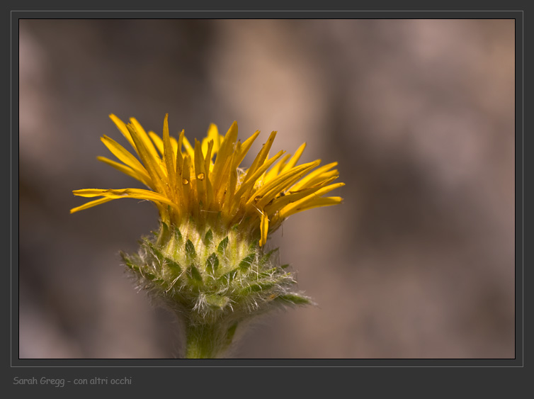 Pentanema montanum (=Inula montana) / Enula montana