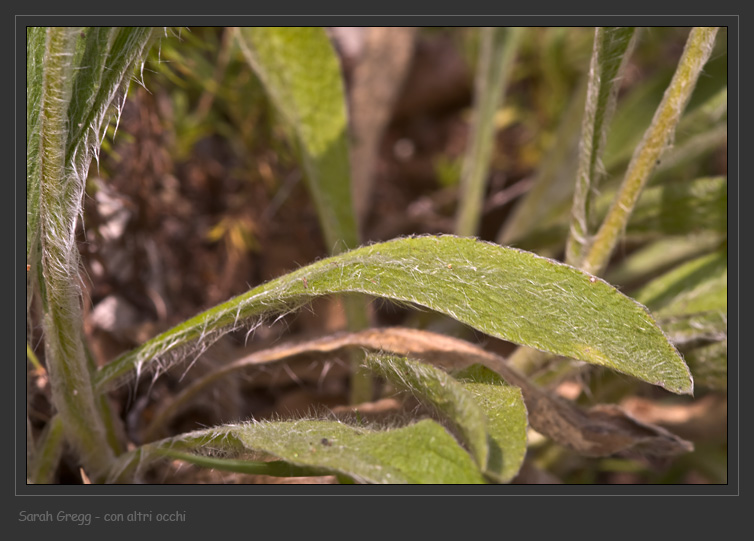 Pentanema montanum (=Inula montana) / Enula montana