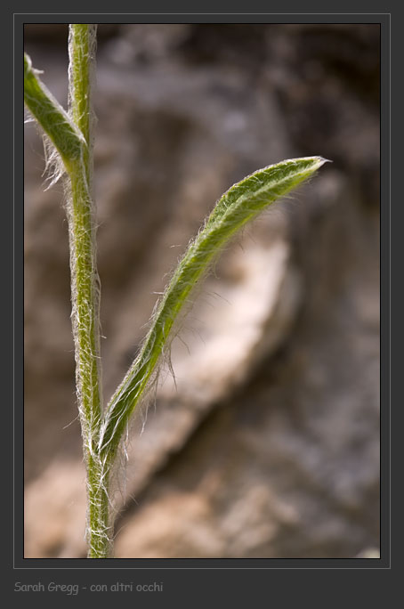 Pentanema montanum (=Inula montana) / Enula montana