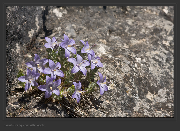 Campanula fragilis subsp. cavolinii