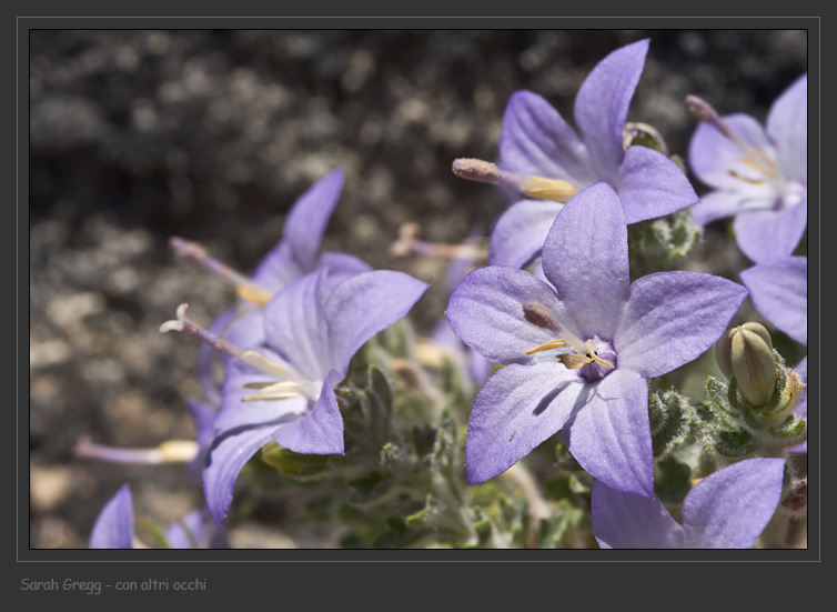 Campanula fragilis subsp. cavolinii