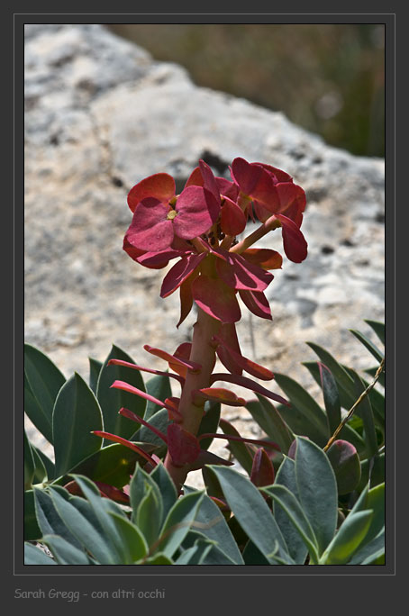 Euphorbia myrsinites abruzzese