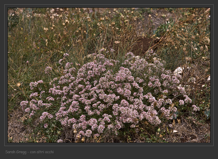 Congeneri? - Asperula sp.