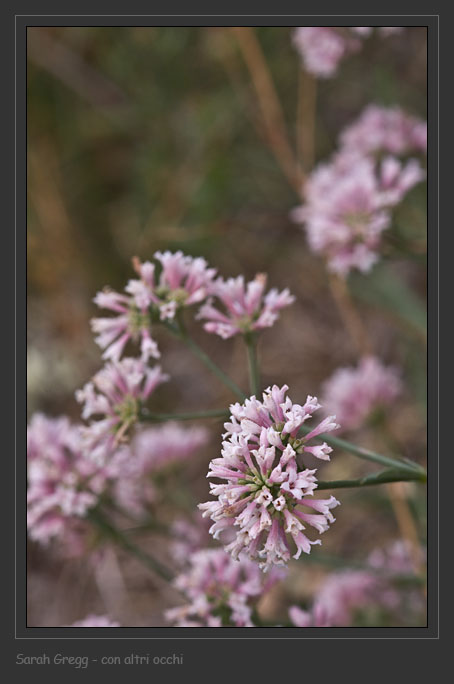 Congeneri? - Asperula sp.