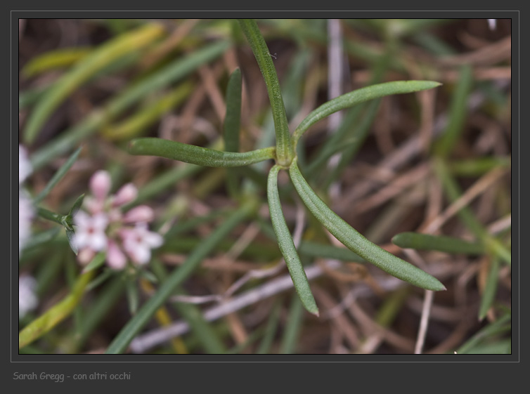 Congeneri? - Asperula sp.