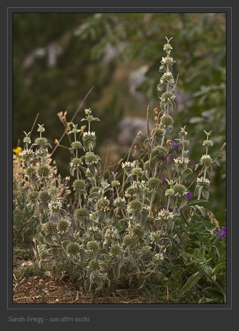 Lamiaceae abruzzesi 1 - Marrubium incanum