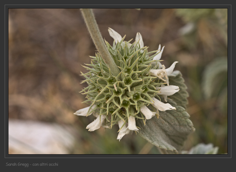 Lamiaceae abruzzesi 1 - Marrubium incanum