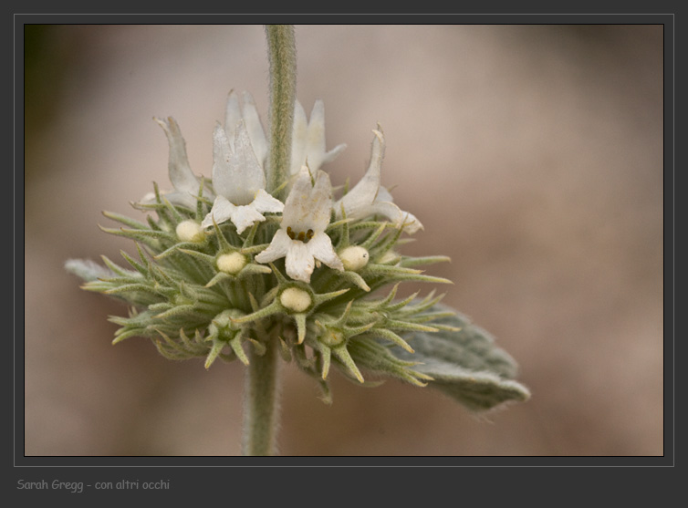 Lamiaceae abruzzesi 1 - Marrubium incanum