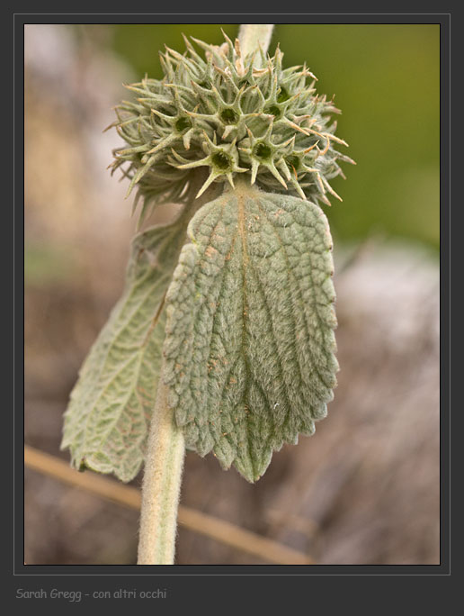 Lamiaceae abruzzesi 1 - Marrubium incanum