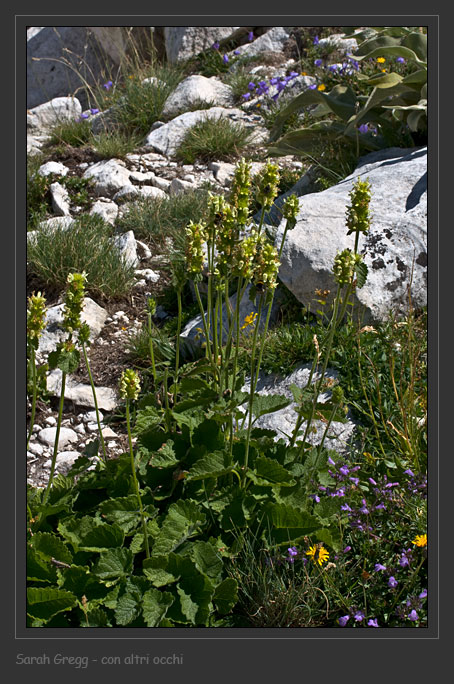 Stachys alopecuros